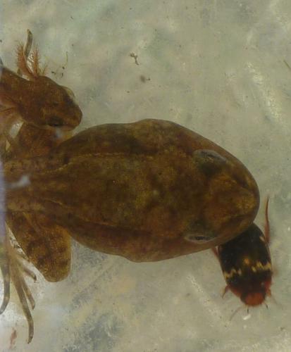 Agabus undulatus